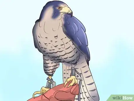 Imagen titulada Become a Falconer Step 2
