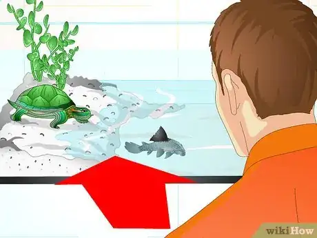 Imagen titulada Put a Sucker Fish in a Tank With a Turtle Step 13