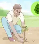 propagar bugambilia