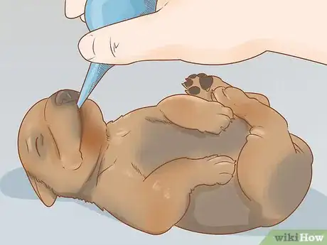 Imagen titulada Revive a Puppy Step 5