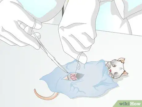 Imagen titulada Treat Mice With Penile Prolapse Step 13