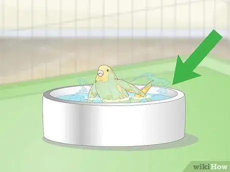Imagen titulada Keep a Canary Groomed Step 1