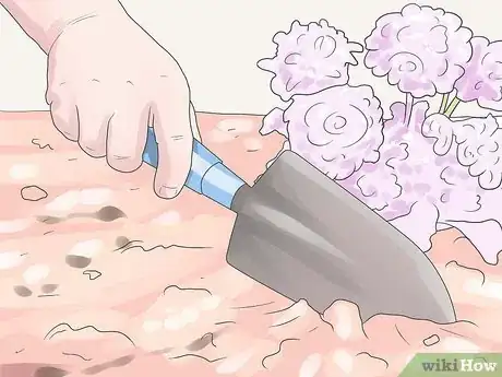Imagen titulada Care for Geraniums in Winter Step 10