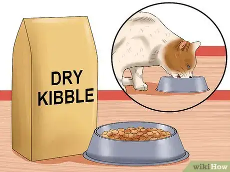 Imagen titulada Care for an FIV Infected Cat Step 2