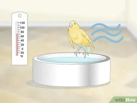 Imagen titulada Keep a Canary Groomed Step 4