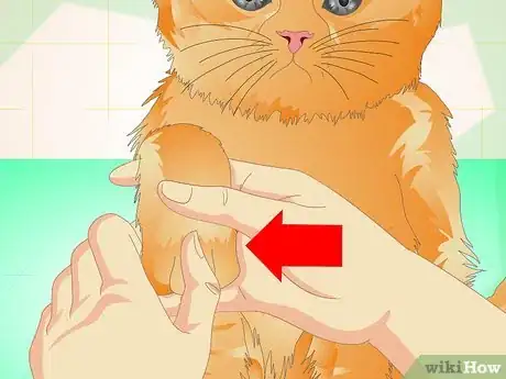 Imagen titulada Care for a Cat's Paws Step 1