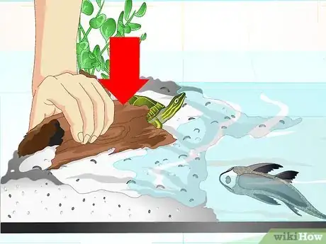 Imagen titulada Put a Sucker Fish in a Tank With a Turtle Step 15