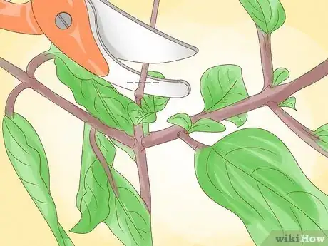 Imagen titulada Prune Fuschias Step 6