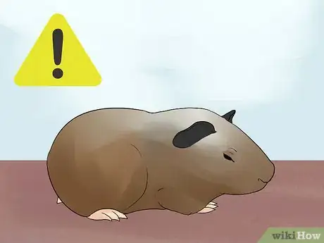 Imagen titulada Avoid Poisoning Your Guinea Pig Step 14