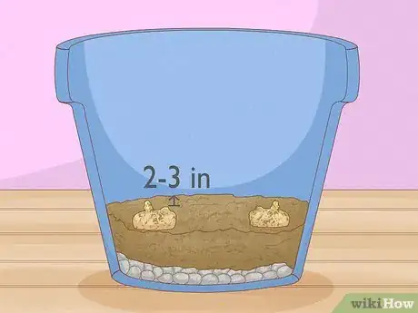 Imagen titulada Grow Potatoes Indoors Step 11