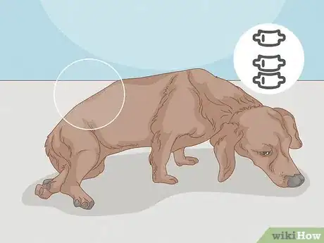 Imagen titulada Strengthen an Old Dog's Hind Legs Step 3