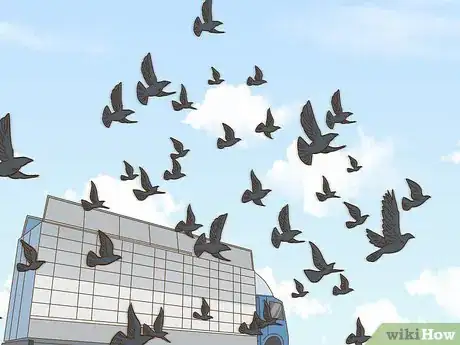 Imagen titulada Train a Homing Pigeon Step 16