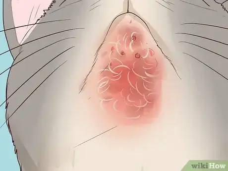 Imagen titulada Treat Feline Acne Step 3