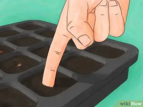 Imagen titulada Grow Roses from Seed Step 10