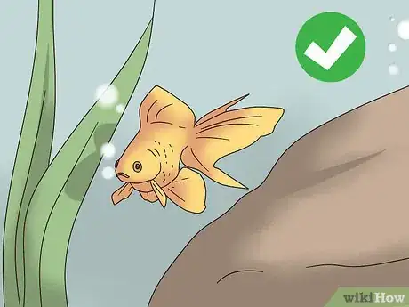 Imagen titulada Take Care of Your Carnival Goldfish Step 10