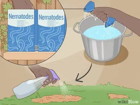 Imagen titulada Remove White Grubs from Lawns Step 2