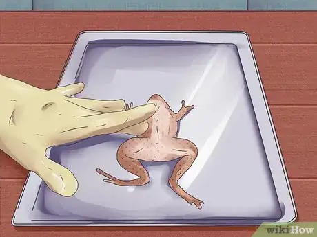 Imagen titulada Dissect a Frog Step 4