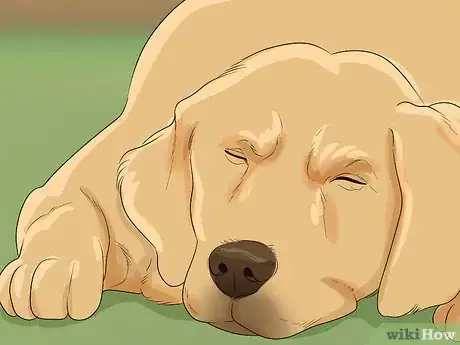 Imagen titulada Help Your Dog Recover from Surgery Step 8