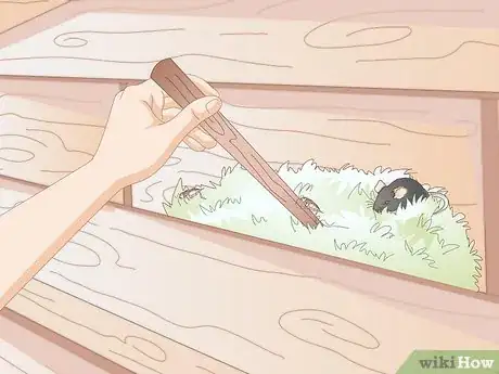 Imagen titulada Get Your Hen to Become Broody Step 10
