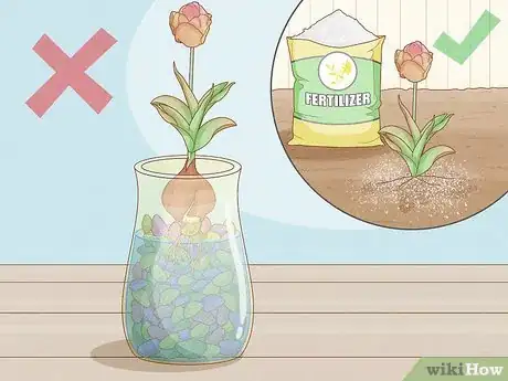 Imagen titulada Force Tulip Bulbs in Water Step 11