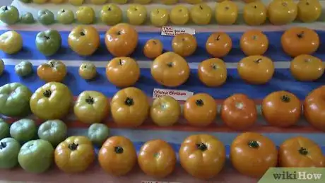 Imagen titulada Grow Tomatoes in a Greenhouse Step 2