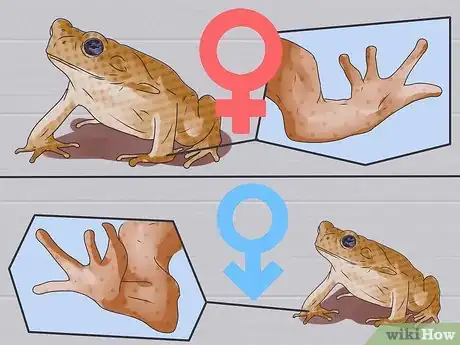 Imagen titulada Dissect a Frog Step 5