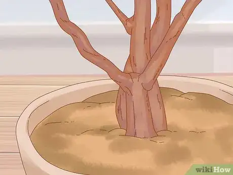 Imagen titulada Prune a Money Tree Step 5