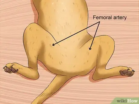 Imagen titulada Measure a Dog's Pulse Step 2