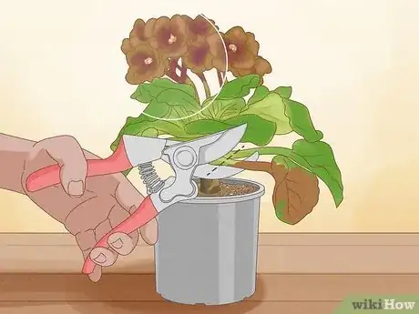 Imagen titulada Repot African Violets Step 15