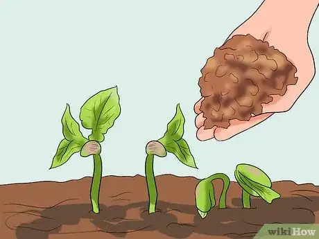 Imagen titulada Grow a Bean Plant Step 12