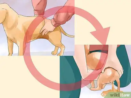 Imagen titulada Help a Female Dog Who Is Injured Urinate Step 9
