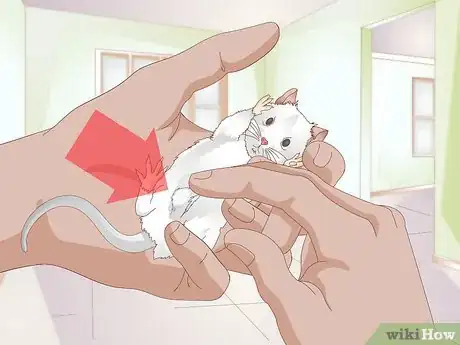 Imagen titulada Know if a Gerbil Is Ill Step 1