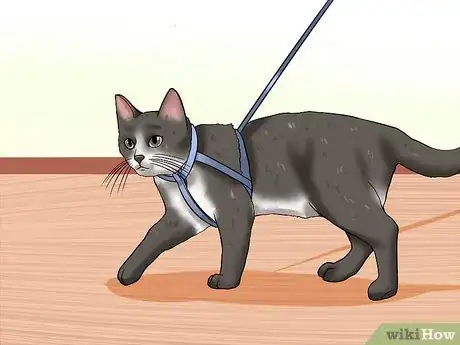 Imagen titulada Care for Indoor Cats Step 8
