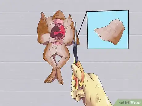 Imagen titulada Dissect a Frog Step 11