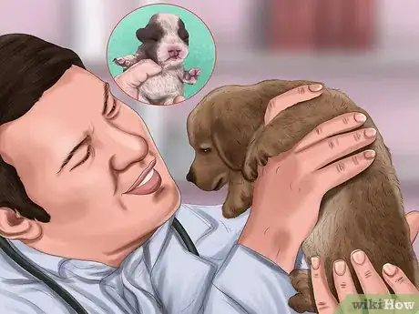 Imagen titulada Save Orphaned Newborn Puppies Step 1