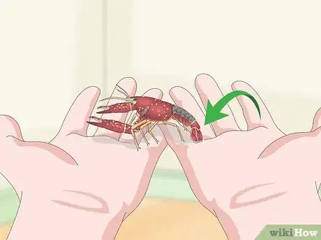 Imagen titulada Play With a Crayfish Step 10