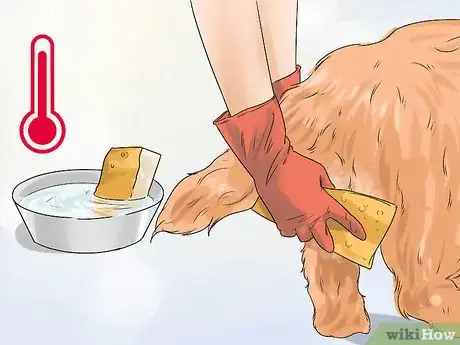 Imagen titulada Manage Postpartum Shedding in Dogs Step 3