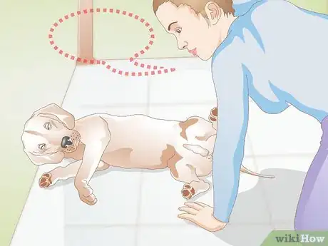 Imagen titulada Care for Dogs with Distemper Step 12