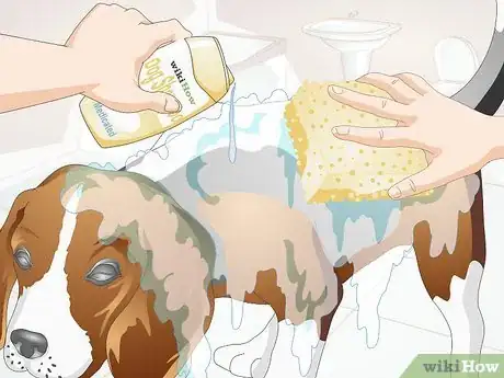 Imagen titulada Treat a Yeast Skin Infection in a Dog Step 5