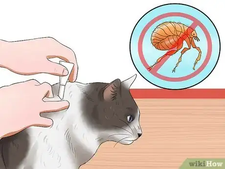 Imagen titulada Care for an FIV Infected Cat Step 5