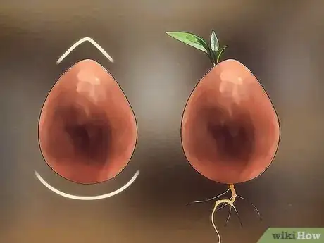 Imagen titulada Grow an Avocado Tree Step 2