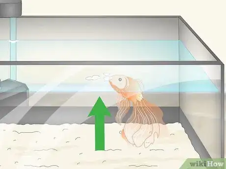 Imagen titulada Know when Your Goldfish Is Dying Step 1