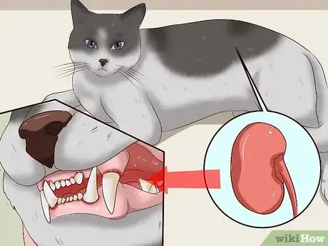Imagen titulada Clean a Cat's Teeth Step 23