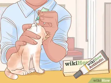 Imagen titulada Treat Fight Wounds on a Cat Step 9
