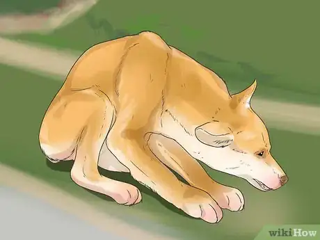 Imagen titulada Treat Neck Pain in Dogs Step 11