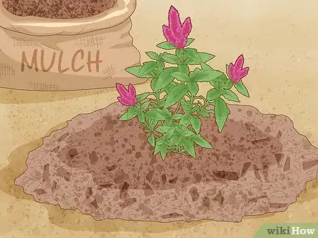 Imagen titulada Care for a Celosia Step 4
