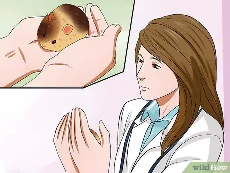 Imagen titulada Care for Your Shocked Hamster Step 4