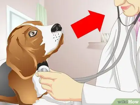 Imagen titulada Get a Sick Dog to Drink Step 4