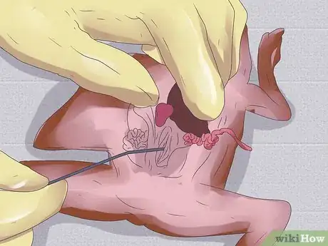 Imagen titulada Dissect a Frog Step 22