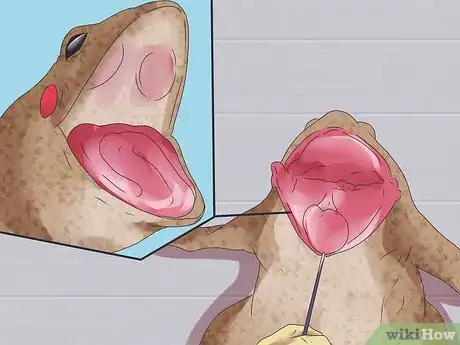 Imagen titulada Dissect a Frog Step 7